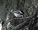 Chickadee in nearby pine tree, saint paul mn