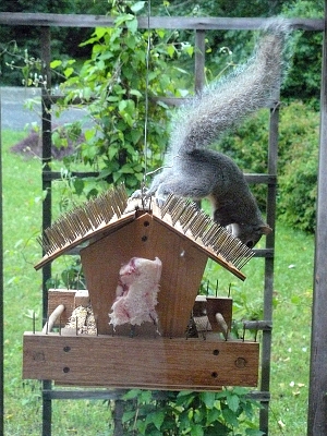 Home made diy squirrel proof bird feeder, almost.