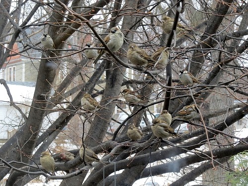 House English sparrow problems in your bird feeder.