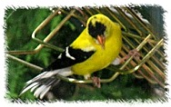 American goldfinch perching