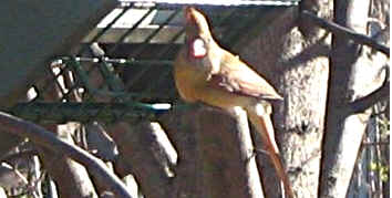 female cardinal on rollerfeeder