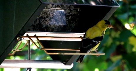 Rollerfeeder Rendezvous