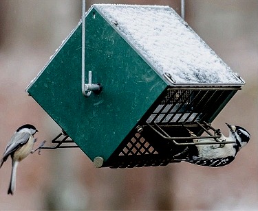 Chickadee and downy woodpecker feeding on black oil sunflower seed.