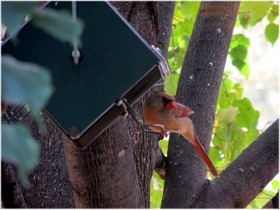 Femail cardinal perching and visiting rollerfeeder.