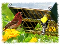 House Finch and Goldfinch feeding 