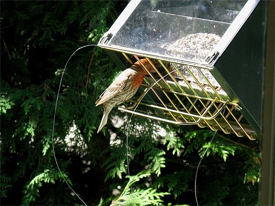 Photo showing a house finch using the feeder with sparrow lines attached to corners - this replaces a magic halo solution.