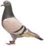 pigeon