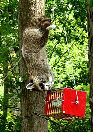 The most raccoon proof feeder on the market.