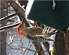 Red Bellied woodpecker feeding from rollerfeeder.