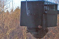 red squirrel trying desperately to defeat rollerfeeder 2