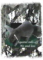 Squirrel rolls off, no seed loss