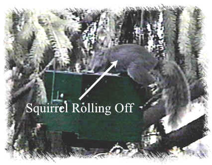 Close up view of squirrel rolling off