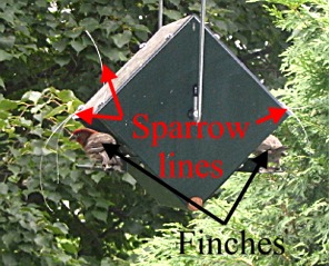 Side view showing sparrow lines attached to corners and house finches using feeder. 