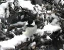 Black Capped Chickadee after Minnesota snowfall.