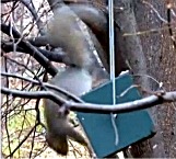 Click for squirrel and bird owner testimonials