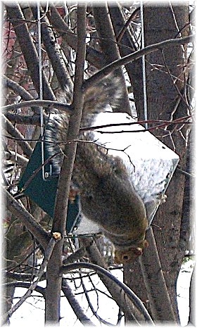 Rollerfeeder rolling squirrel off during winter.