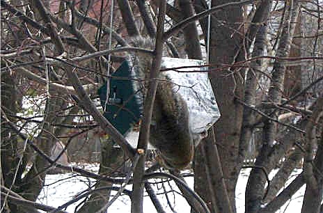 Squirrel rolling on squirrel proof GS rollerf-feeder #2