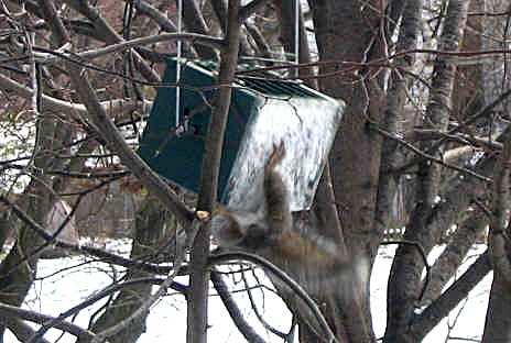 Squirrel rolling on squirrel proof GS roller-feeder #3