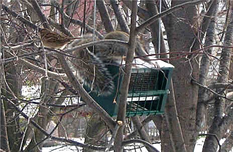 Squirrel rolling on squirrel proof GS rollerfeeder #4