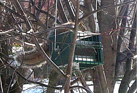 Squirrel rolling on squirrel proof GS rollerfeeder #5