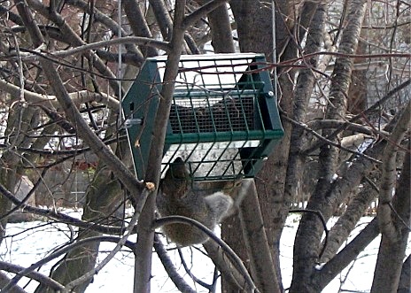 Squirrel rolling on squirrel proof bird feeder by rollerfeeder #6