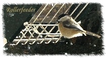 Chickadee landing on rf2-cardinal-clear-ss squirrel proof rollerfeeder