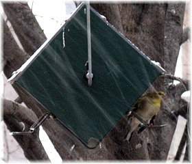 Weather roof enclosure keeps seed dry and birds covered without a costly dome.