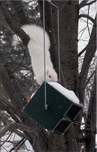 White, albino squirrel trying to owtwit rollerfeeder